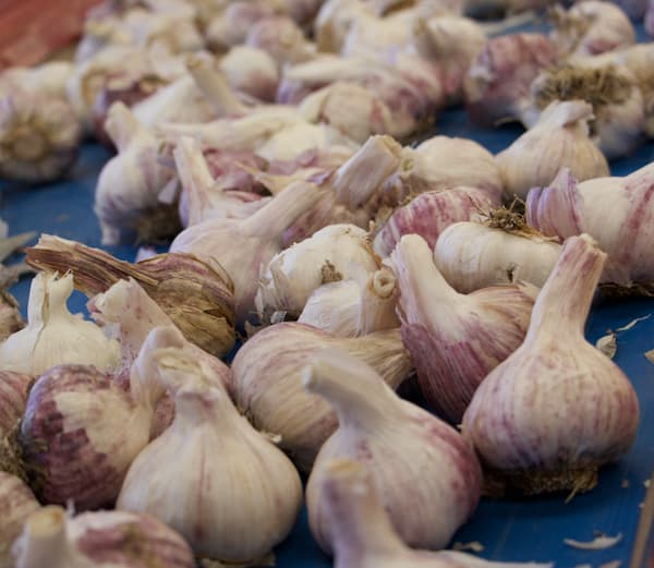 garlic exporters Spain