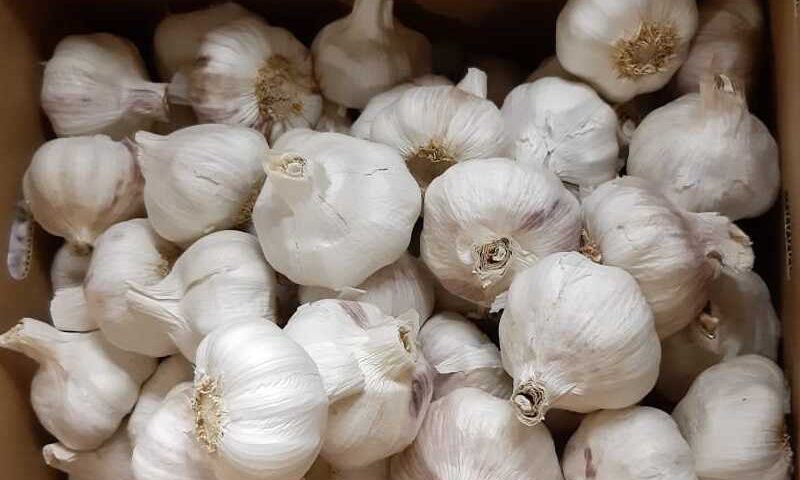 how to use garlic for toothache, garlic for toothache, how long to leave garlic on toothache,is garlic good for toothache,garlic paste for toothache, minced garlic for toothache