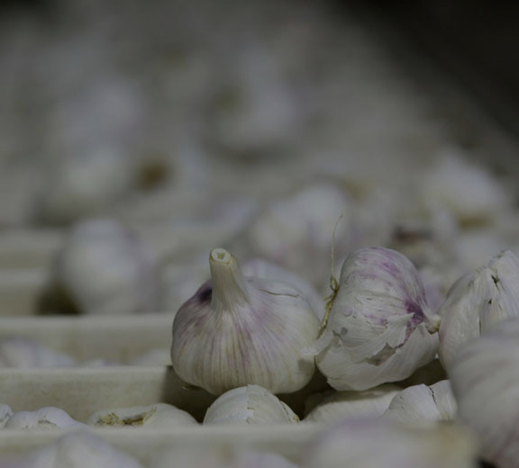 garlic traders