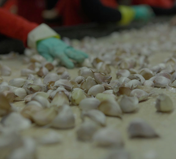 peeled garlic manufacturer